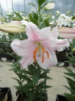 [1893 Garanza VH No01.JPG]